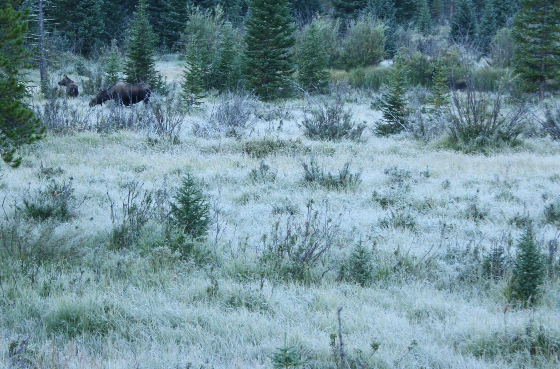 moose momma and calf