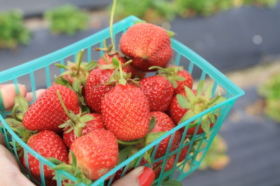 Swanton Berry Farm Basket of Strawberries