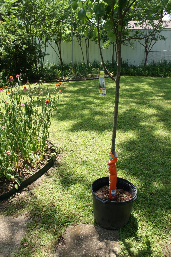 planting a Memorial tree