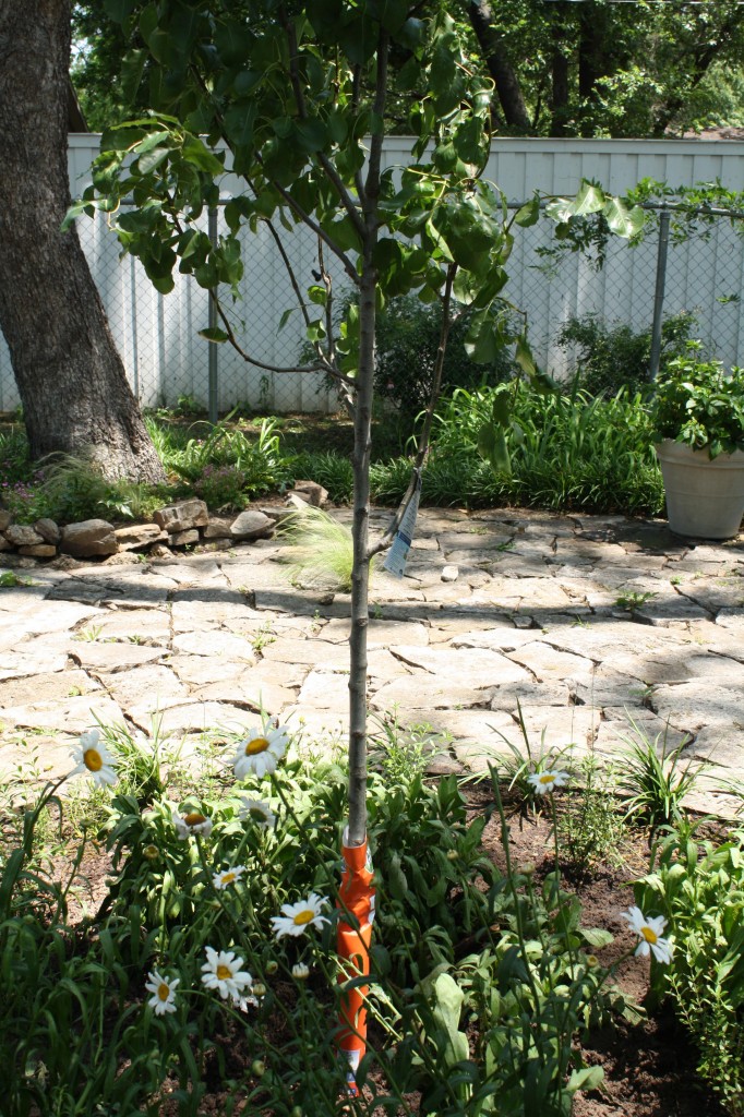 memorial tree planted