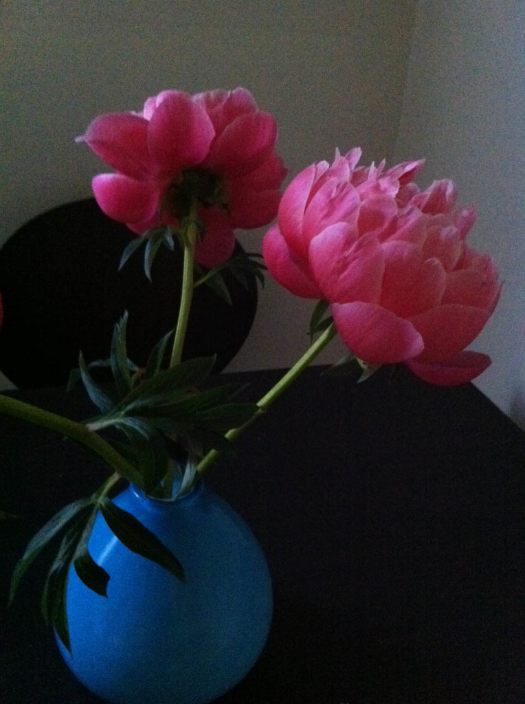 peonies-color-beginning-to-fade