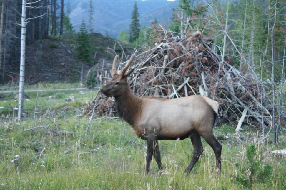 elk bull growing his horns