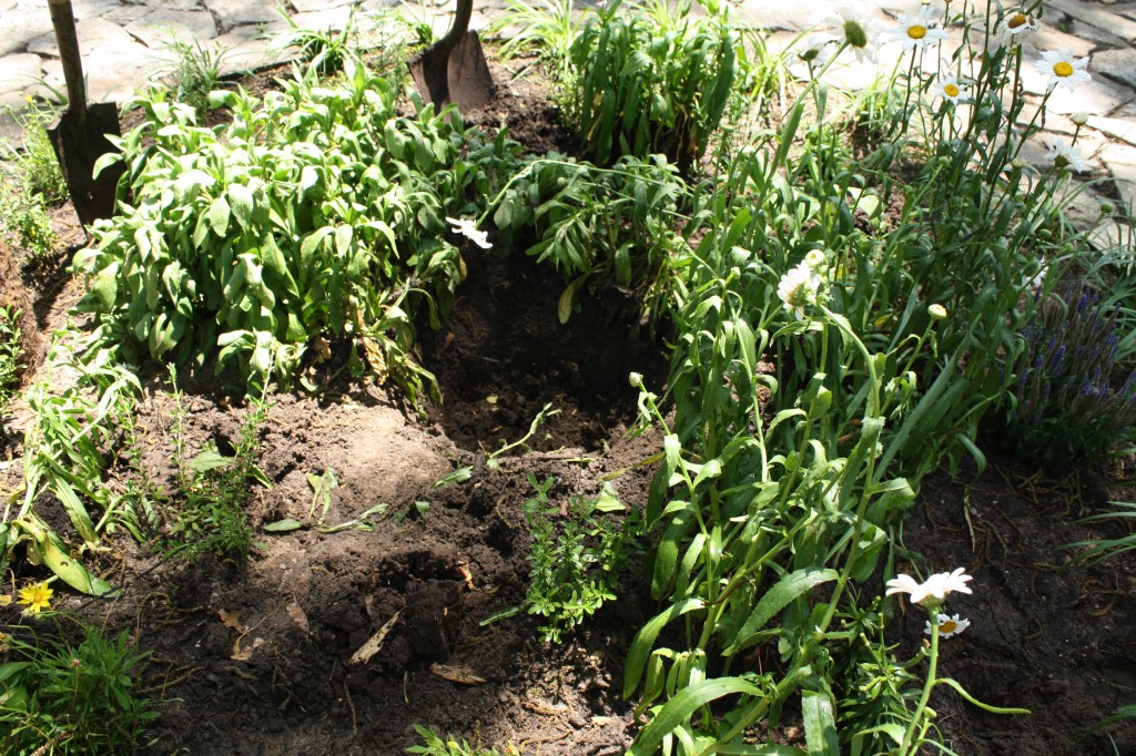 digging the hole to plant a Memorial tree