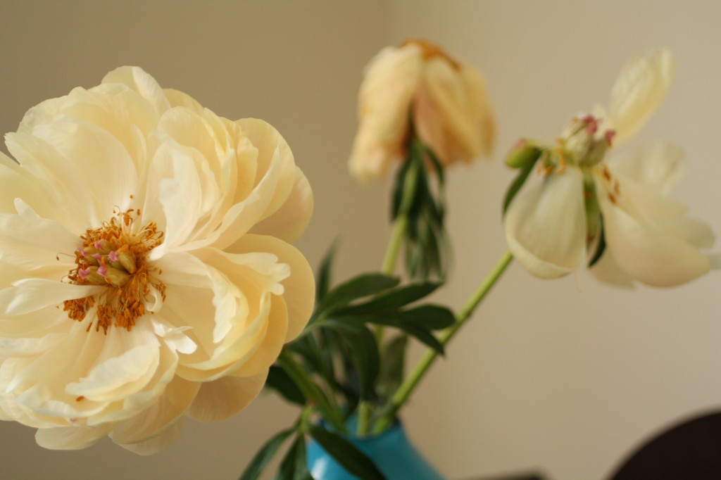 peonies another pale perspective