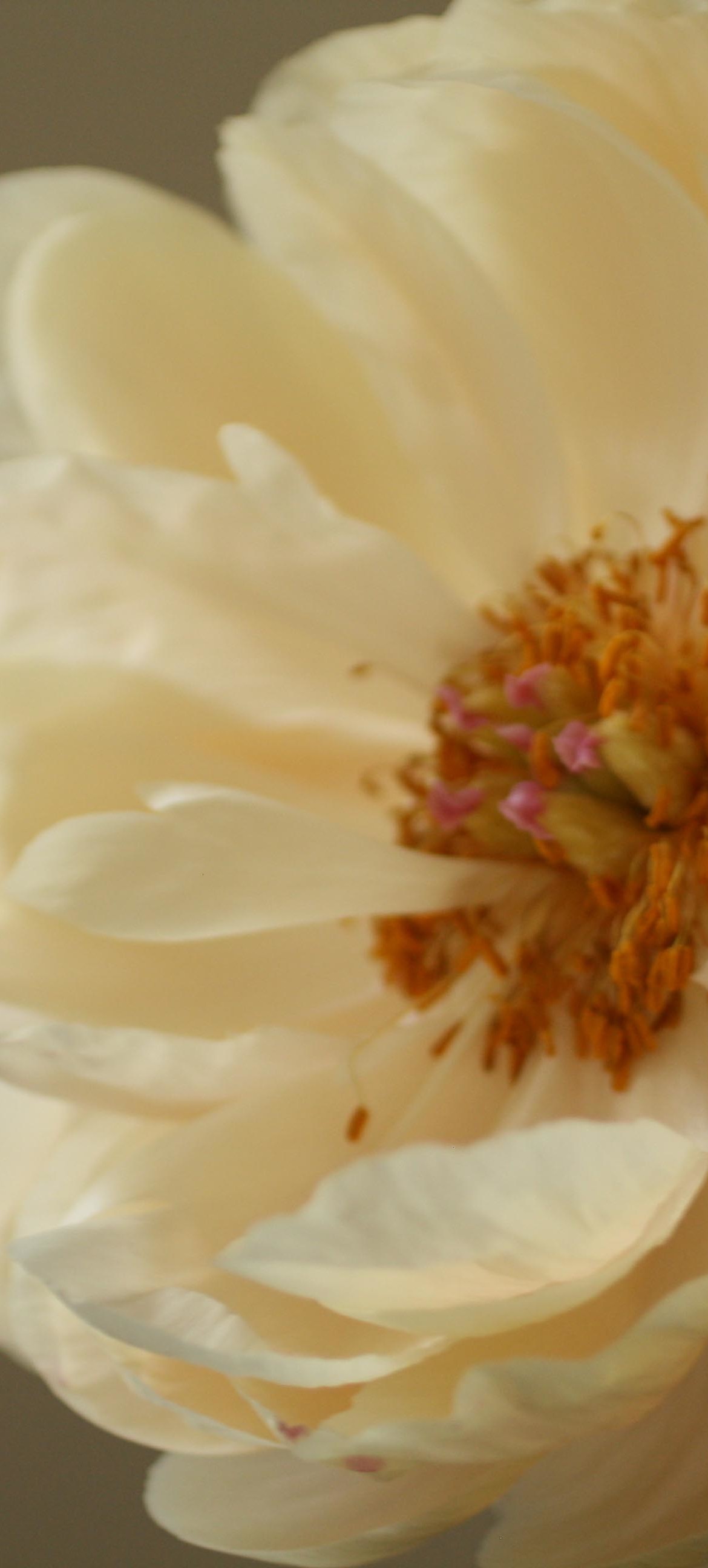 peonies full bloom white