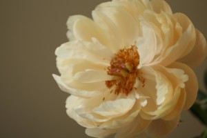 peonies full bloom white
