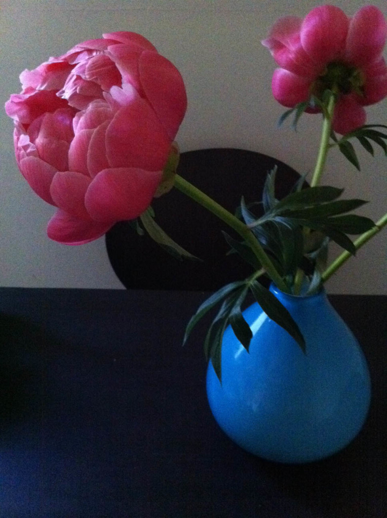 peonies-full-pink