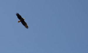bald-eagle