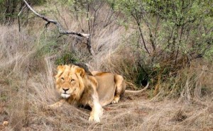 travel poetry | far and wise lion