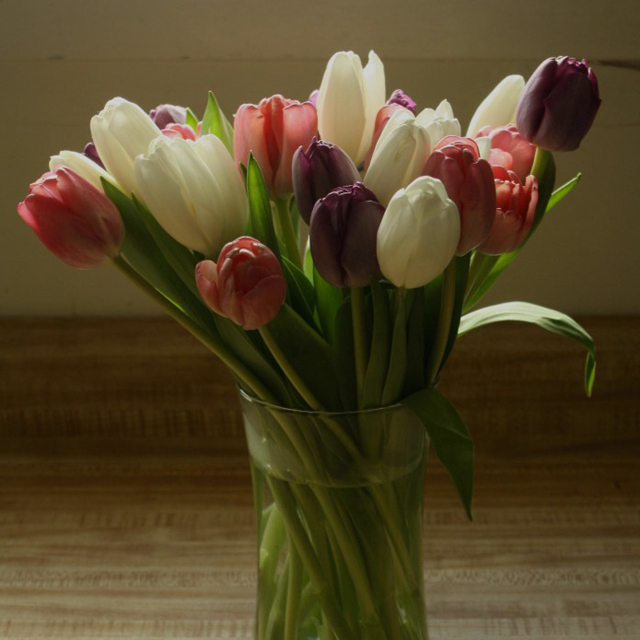 tulips