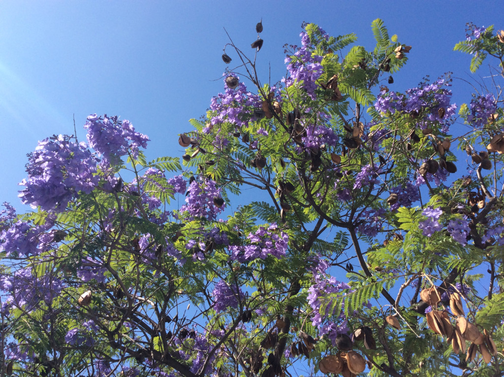 Jacaranda