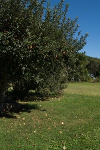 vermont apple tree - anneliesz