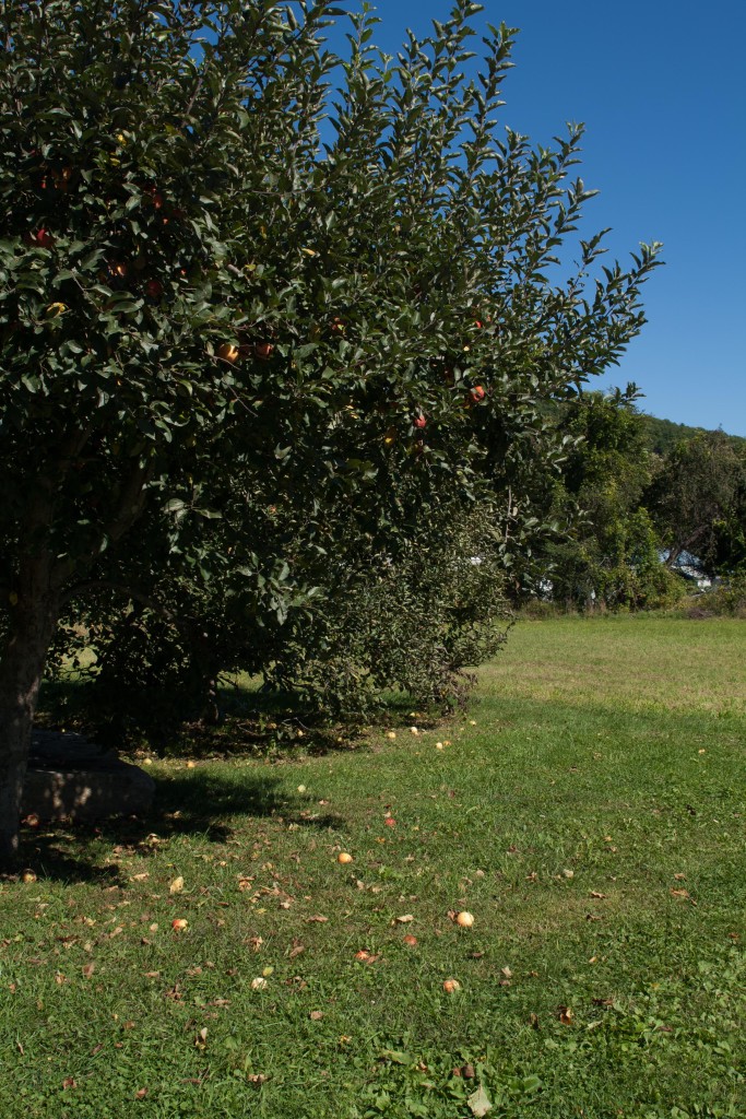 vermont apple tree - anneliesz